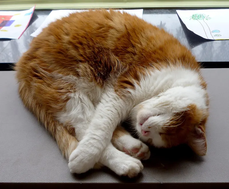 An older orange and white cat sleeps curled up on a grey mat on a windowsill, front paws crossed over its face