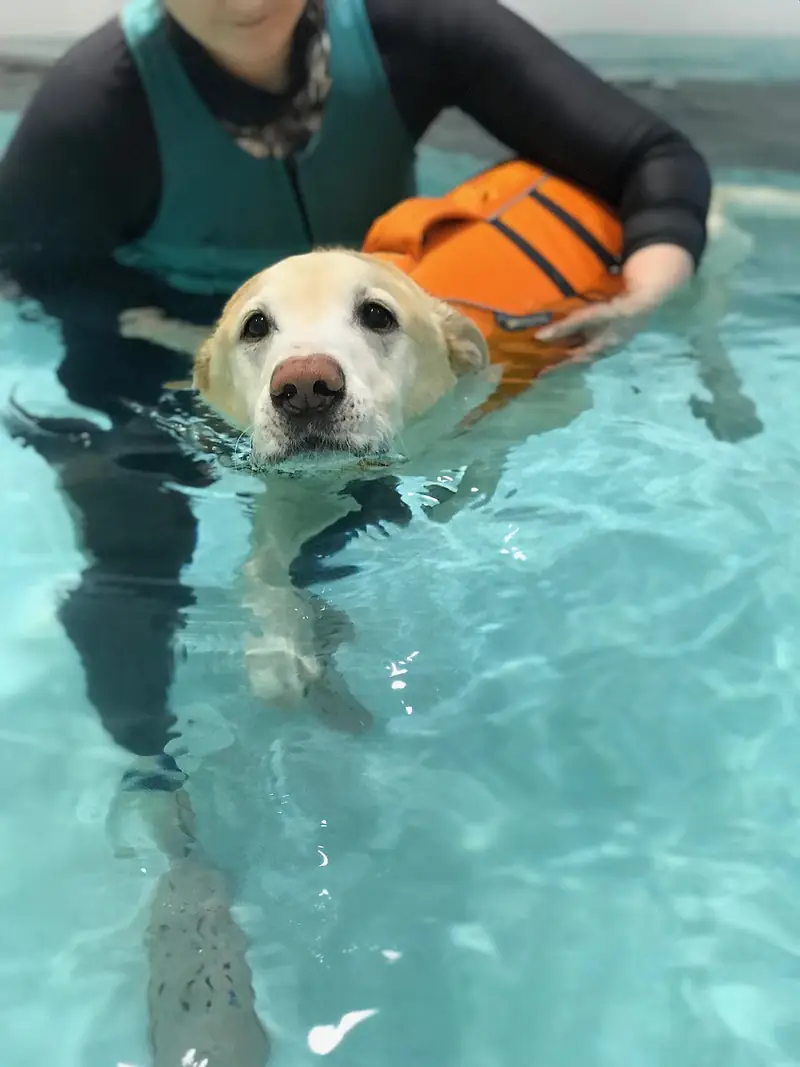 A yellow Labrador wearing an orange life vest swims in an indoor hydrotherapy pool, supported by a therapist in a wetsuit