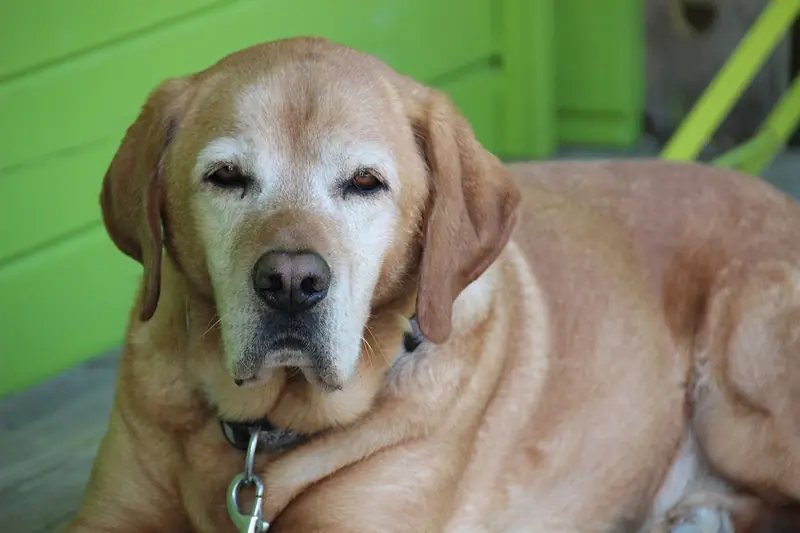 An elderly yellow Labrador with a white face lies resting on a wooden deck, looking calmly toward the camera