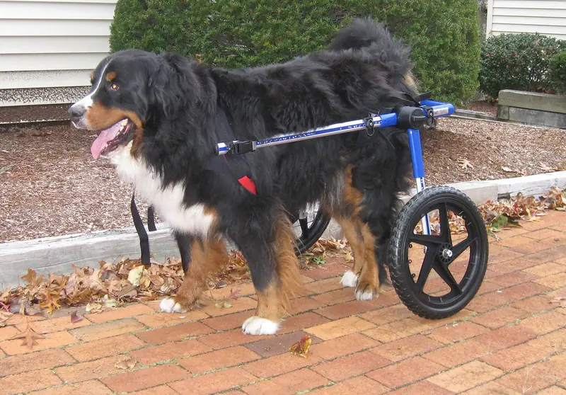 A Bernese Mountain Dog stands on a brick path wearing a rear support dog wheelchair with blue frame and black wheels