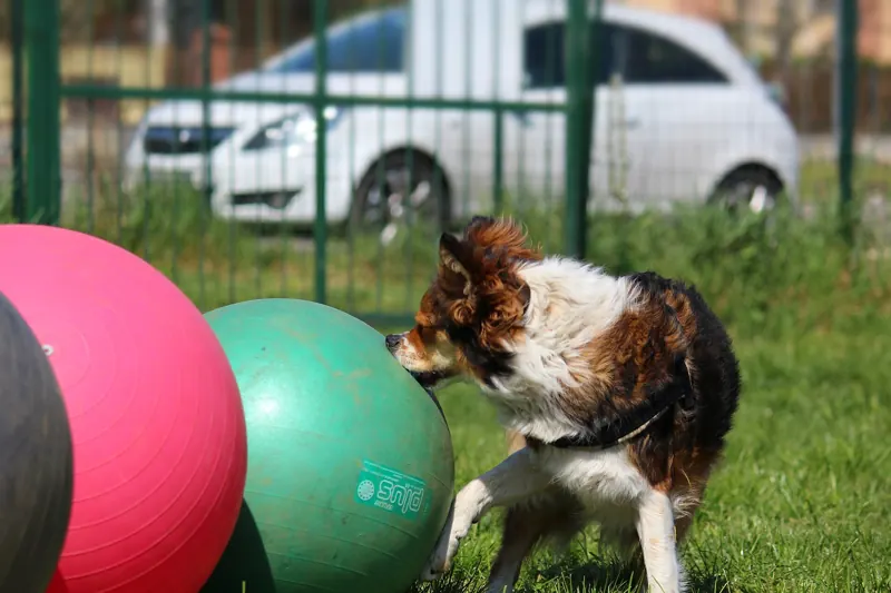 A tricolor herding dog noses a green exercise ball next to a pink ball on a fenced grass field