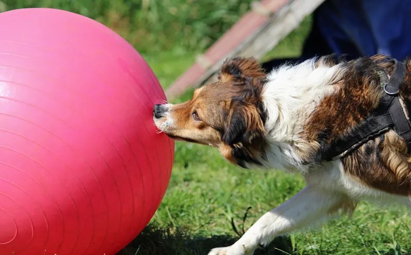 A brown and white herding dog in a harness presses its nose against a large pink ball on grass