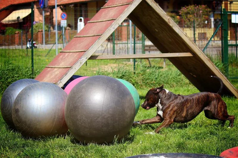 A brindle dog sprints past a group of large grey and green exercise balls on a grass field next to a wooden agility A-frame