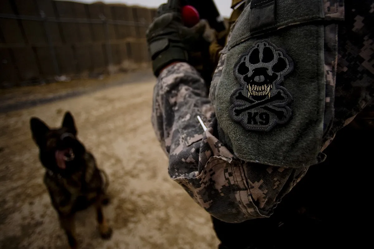 A U.S. Army dog handler holding a red ball reward toy while a patrol dog waits