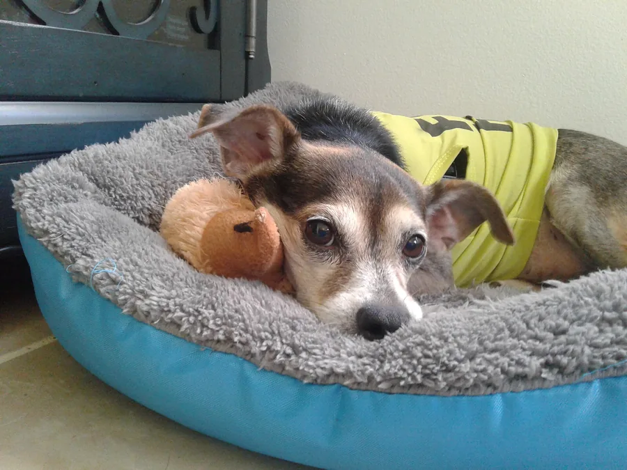 Small senior dog resting in a grey fleece dog bed next to a soft orange plush toy