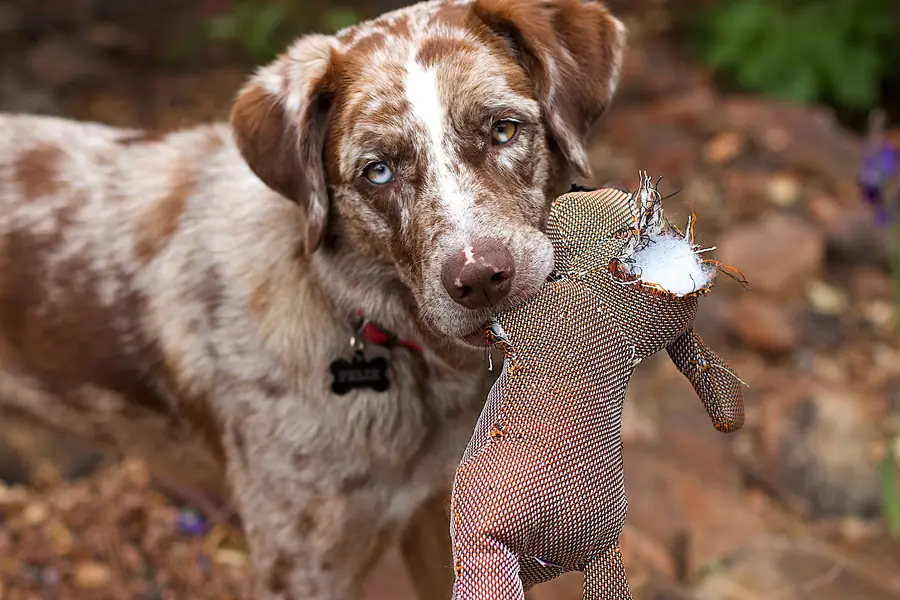 Spotted dog holding a fabric plush toy with a torn head and white stuffing poking out