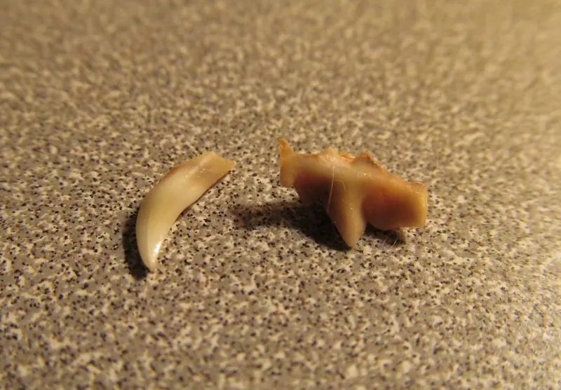 Two tiny shed kitten baby teeth, a thin curved canine and a small cream colored tooth, lying on a speckled countertop
