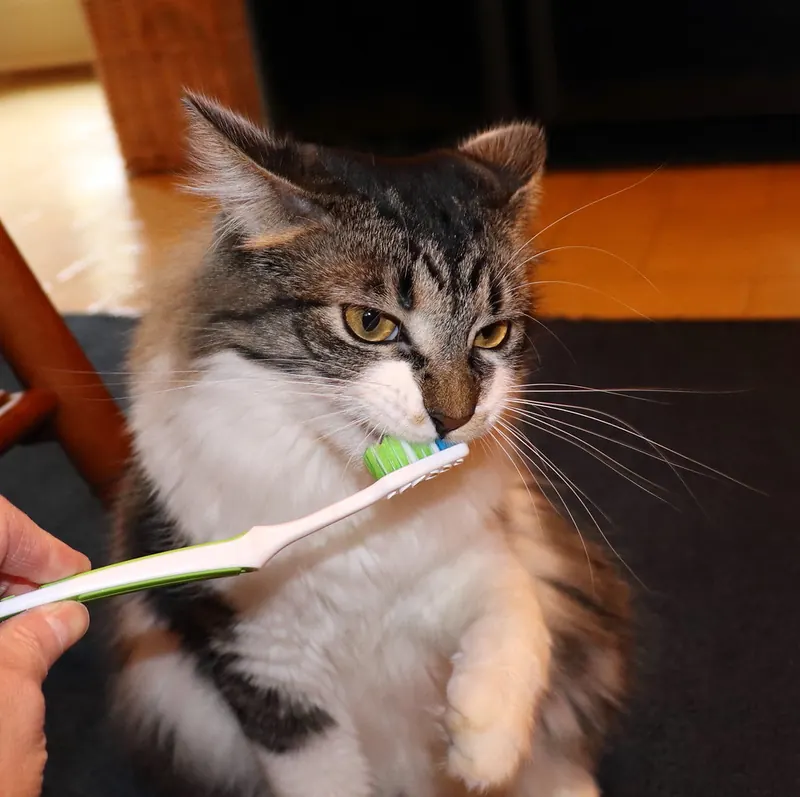 A tabby and white cat sitting up while a person brushes its front teeth with a small green toothbrush