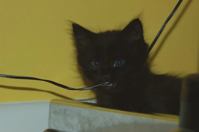 A fluffy black kitten with blue eyes holding a thin black electrical cable in its mouth on a yellow wall shelf