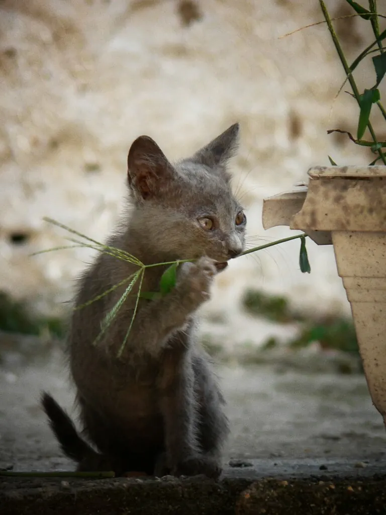 A small grey kitten sitting on a stone step chewing a bunch of long grass blades it holds in its mouth