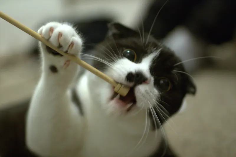 A black and white cat grips the wooden stick of a toy in its front paws and gnaws the end with its side teeth