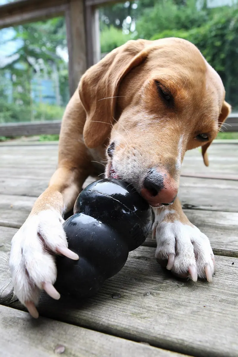 A tan dog on a wooden deck chewing a black KONG Extreme toy held between its paws
