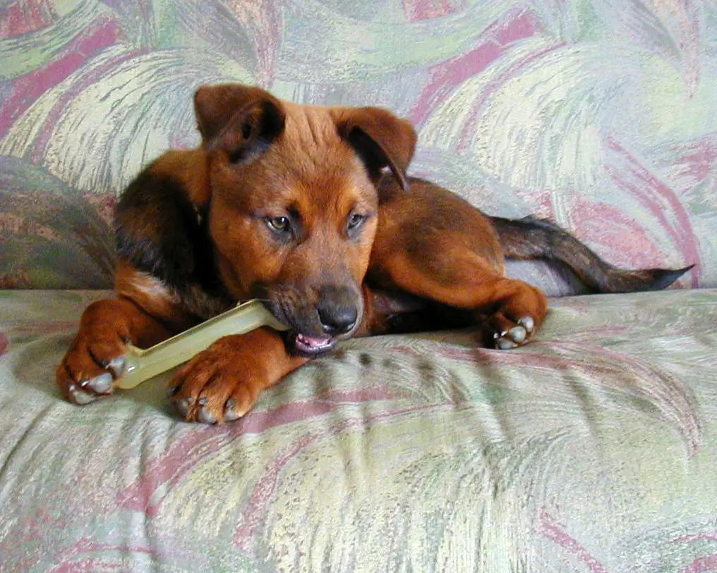 A young brown and black dog lying on a floral couch cushion, holding a pale nylon chew bone between its front paws