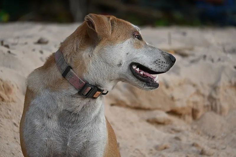 A tan and white dog with a black nose sits on sand, wearing a weathered flat collar with a plastic side release buckle