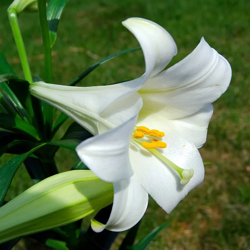 Close-up of a white Easter lily flower with curved petals and orange pollen-covered anthers, green leaves behind it