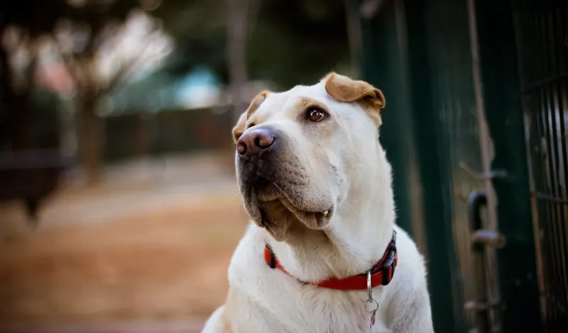 A cream colored Shar Pei mix with a red collar sits outdoors looking up and to the side, with a softly blurred green fence behind
