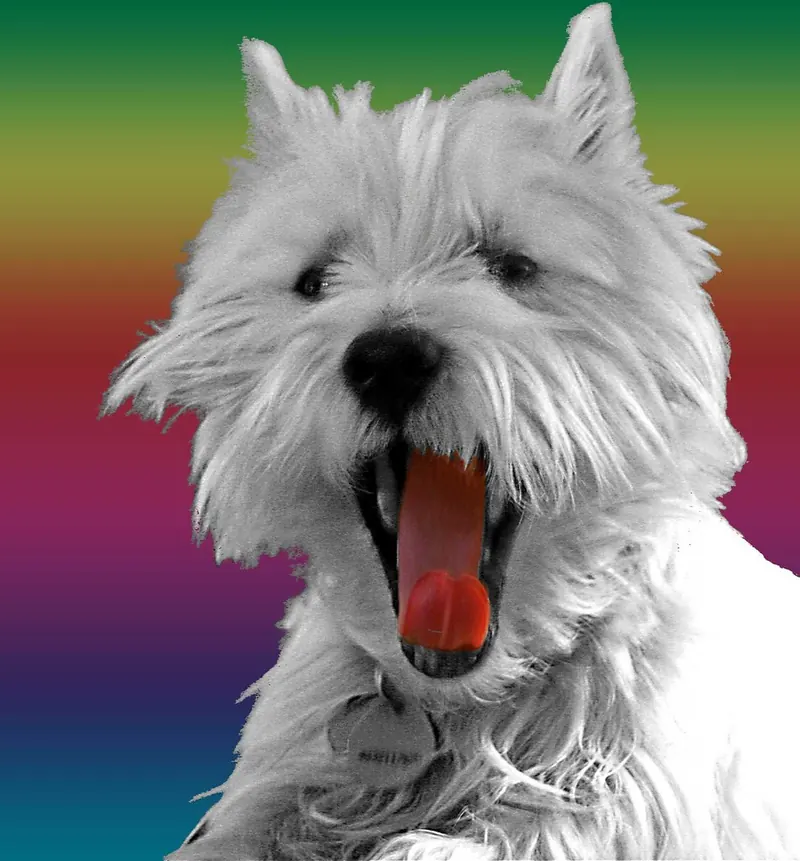 A black and white photo of a West Highland White Terrier mid yawn, set against a bright rainbow gradient background