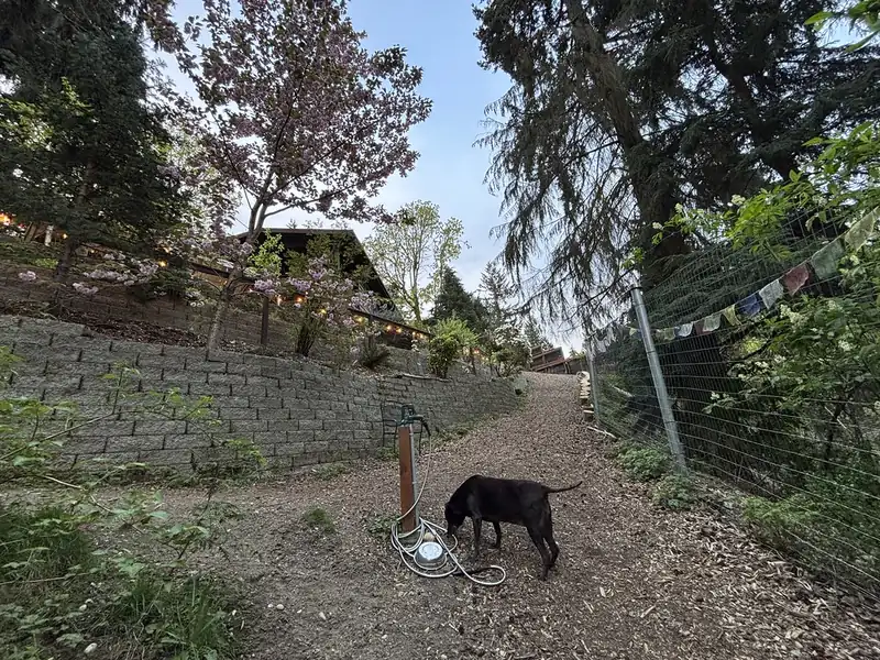 A black dog sniffs the ground on a bark path in a sloping garden, next to a tall wire mesh fence and a stone retaining wall
