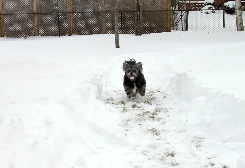 A small grey and black long haired dog runs toward the camera along a path trodden through snow in a fenced backyard