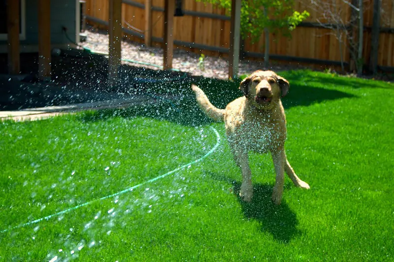 A yellow Labrador type dog plays in the spray of a garden hose on a bright green backyard lawn beside a wooden fence