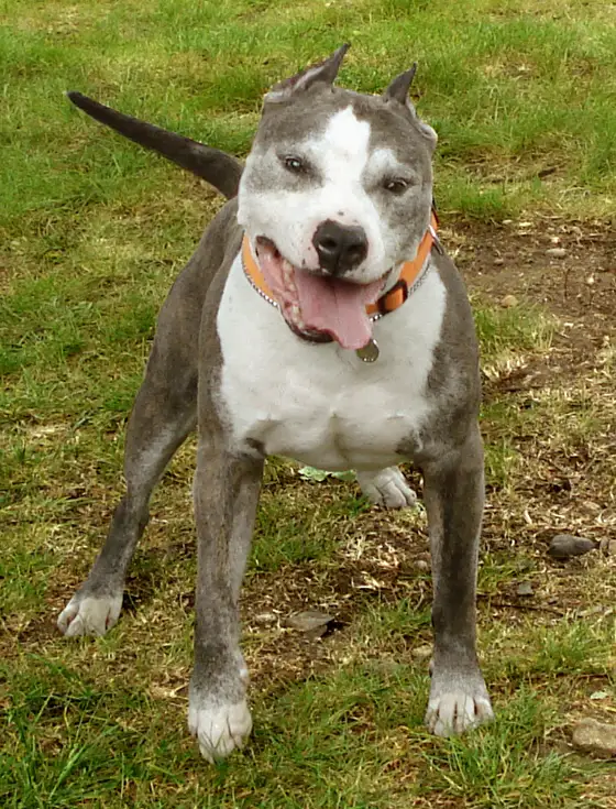 A grey and white American Staffordshire Terrier wearing an orange collar standing on grass with its mouth open and tongue out during play