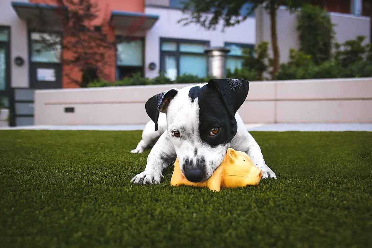 A black and white puppy on artificial grass chewing a yellow latex pig toy