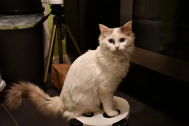 A young cream and white Ragdoll cat with blue eyes and a fluffy tail sits on a round stool indoors