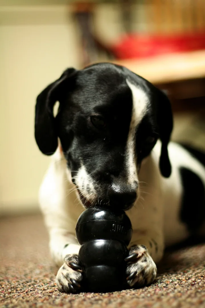 A black and white dog lying on carpet, holding a black KONG Extreme toy upright between its front paws and chewing the top