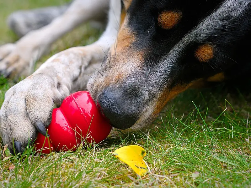 Dog chewing a red KONG rubber toy on grass