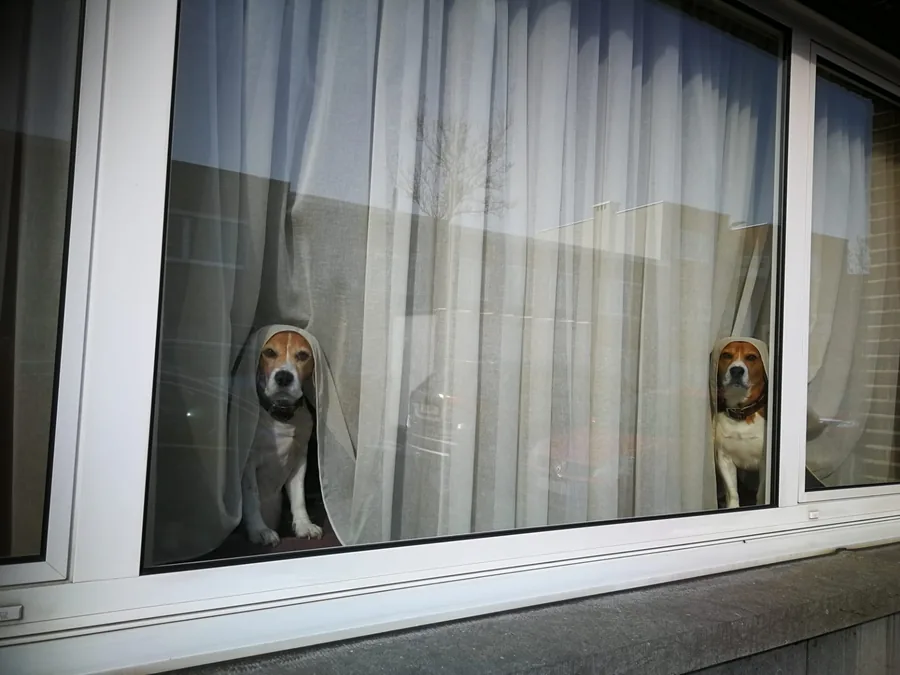 Two Beagles standing between net curtains, looking out through a large ground floor window