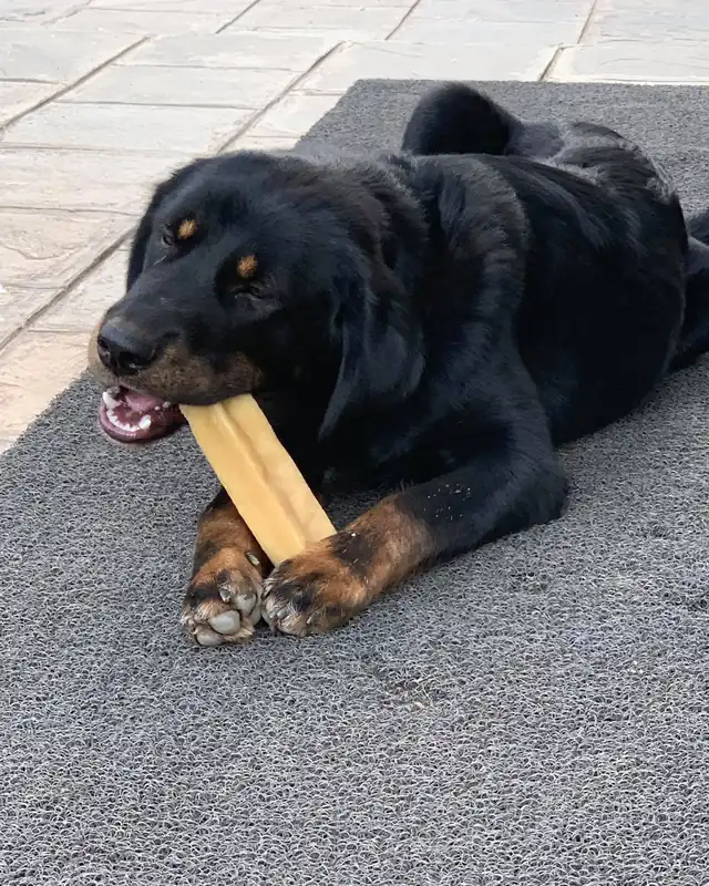 Black and tan dog lying on a grey mat, holding a long pale yak cheese chew in its paws and mouth