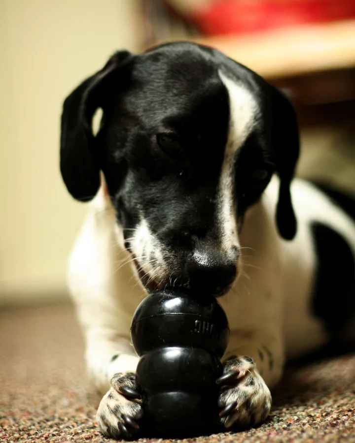 Black and white dog lying on a carpet, holding a black hollow rubber toy between its paws and licking the opening