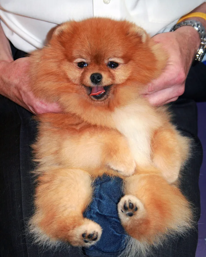 Fluffy orange Pomeranian held on its back in a person's lap, showing its thick plush coat