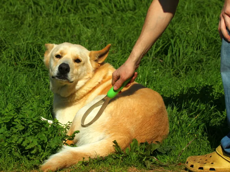 Yellow dog lying on grass while a person runs a looped shedding blade with a green handle along its back