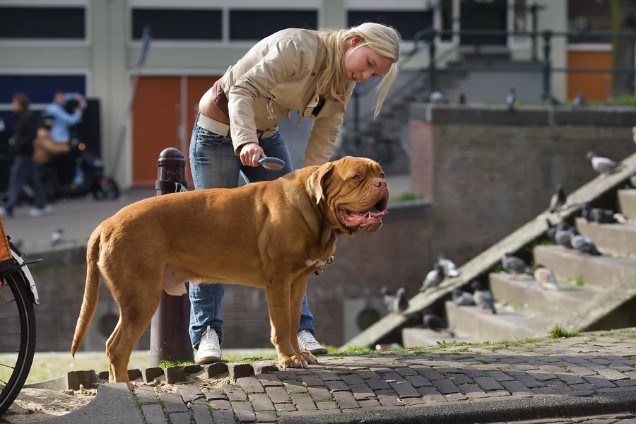 Woman bending over to brush a large short-coated fawn dog on a street beside a canal