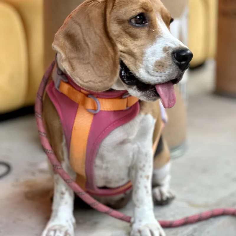 A tricolor beagle sits on a concrete floor wearing a pink and orange padded harness, with a pink rope leash clipped to it and trailing across the ground