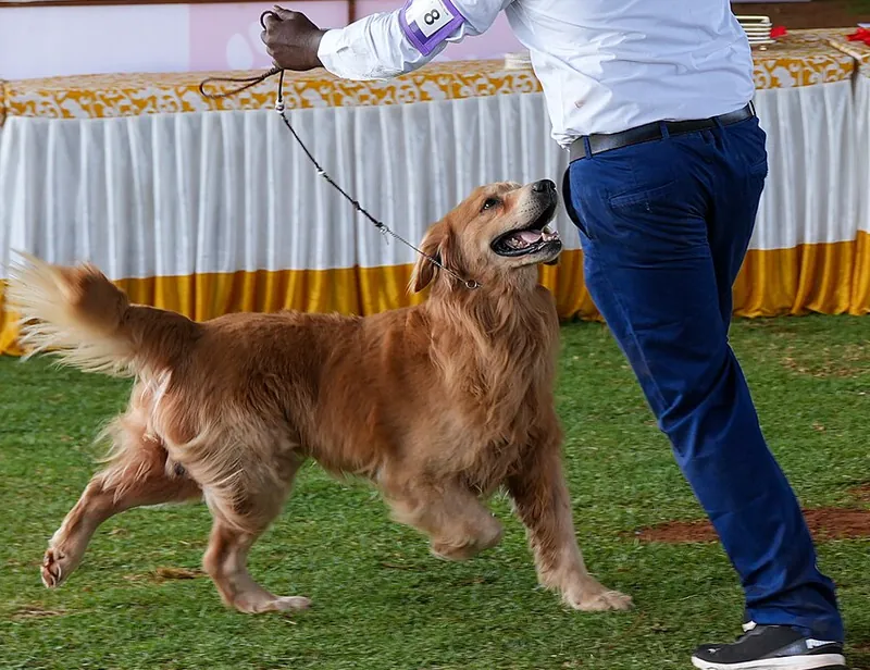 A golden retriever trots on green grass beside its handler in a white shirt and blue trousers, wearing a thin show lead that sits high on its neck just behind the ears