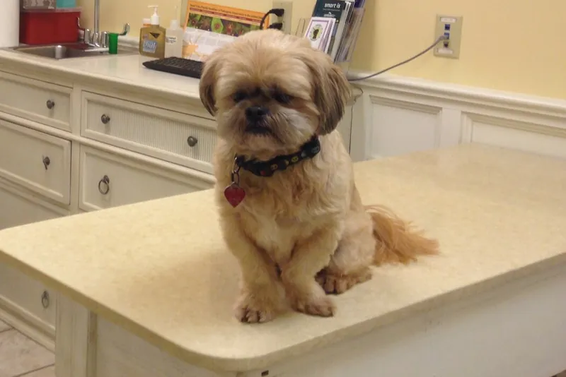 A small tan Shih Tzu with a dark collar and a red heart shaped tag sits on a beige veterinary exam table in a clinic room