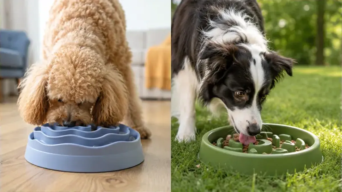 Poodle eating from a blue slow feeder bowl indoors and a border collie eating from a green slow feeder bowl on grass