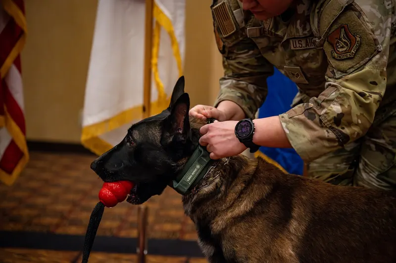 A U.S. Air Force dog handler fastens a wide olive green tactical collar around the neck of a Belgian Malinois holding a red rubber toy in its mouth