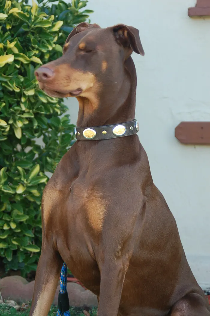 A red Doberman Pinscher sits outdoors in front of a green shrub wearing a dark leather collar decorated with oval metal studs