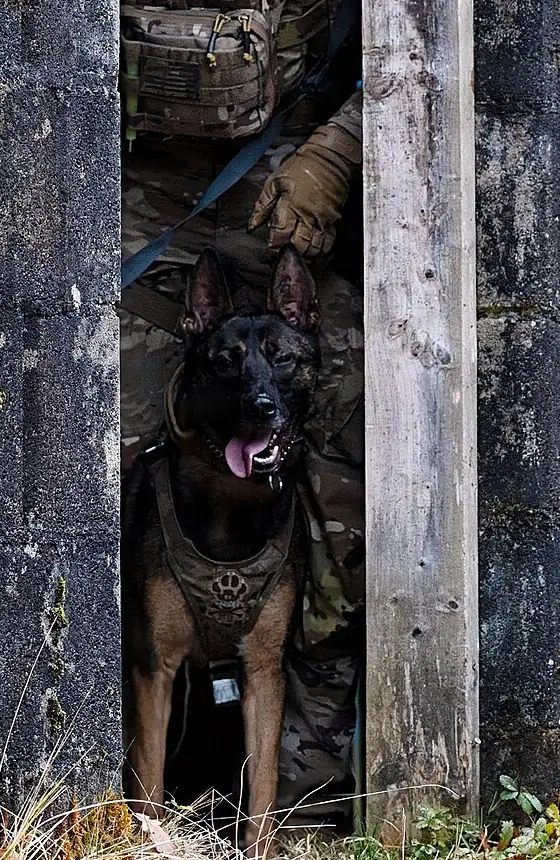 A Belgian Malinois in a dark tactical harness with a paw print patch on the chest stands in a doorway beside a soldier in camouflage who holds its leash