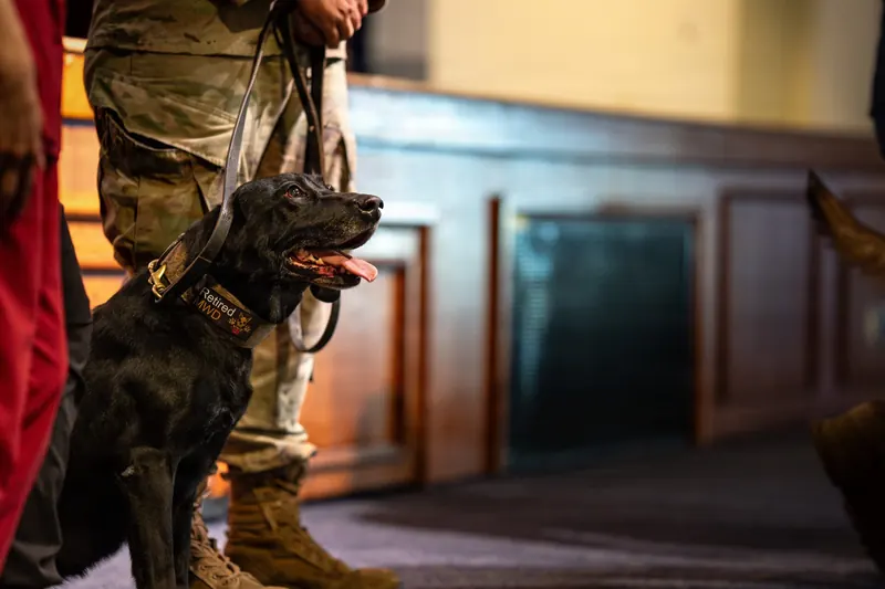 A black Labrador sits beside its handler wearing a wide collar with a hook and loop patch that reads Retired MWD next to a small dog emblem