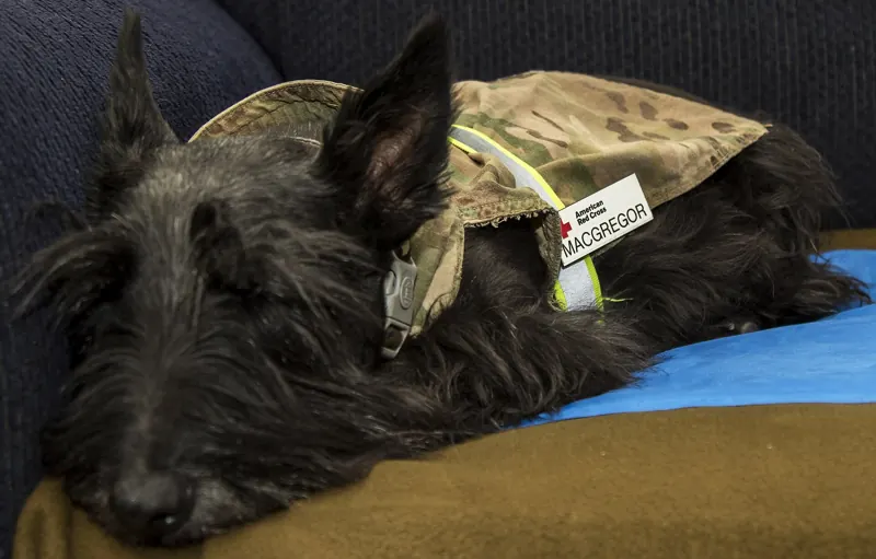 A black Scottish terrier naps on a blanket wearing a camouflage vest with an American Red Cross name tag reading MacGregor