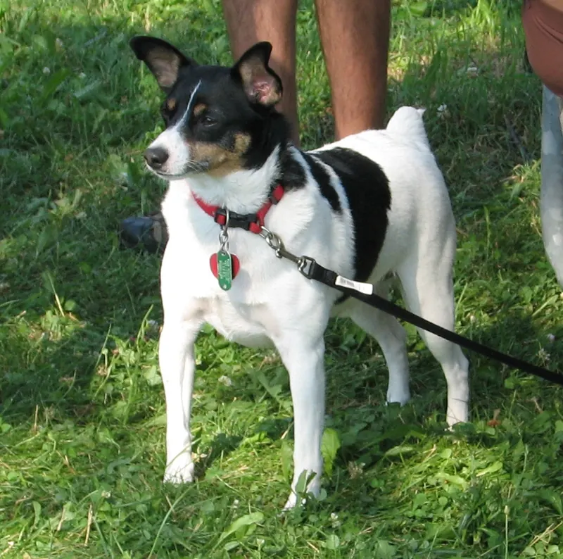 A tri-color Toy Fox Terrier wearing a red collar with a green tag, on a black leash, standing on grass beside people's legs