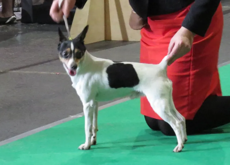 A tri-color Toy Fox Terrier standing square on green show carpet while a handler kneels behind it holding the lead and tail
