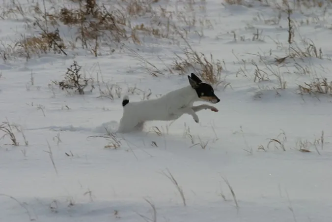 A small white Toy Fox Terrier with a black and tan head bounding through snow among dry grass stems