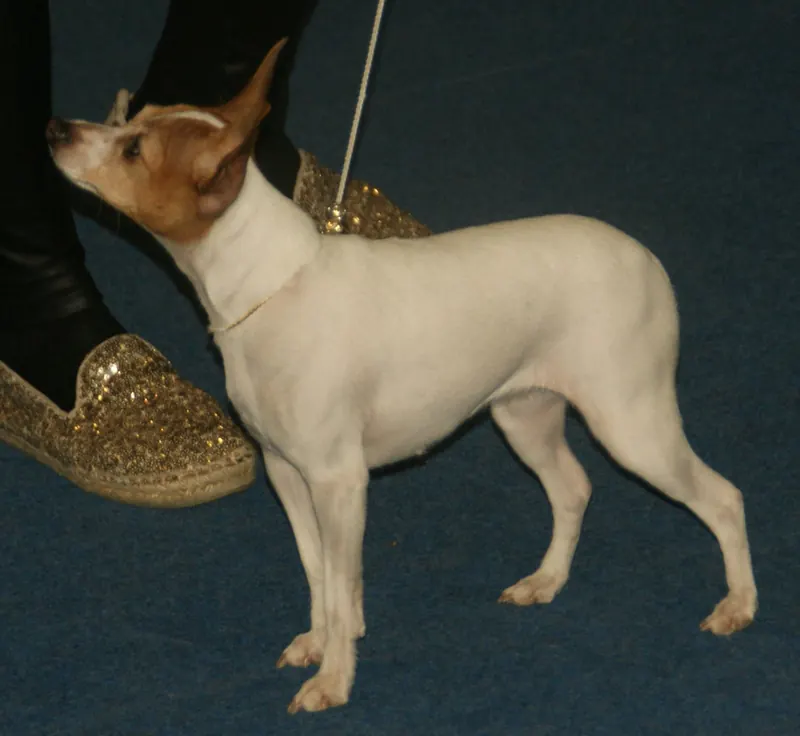 A white and tan Toy Fox Terrier with a tan head and ears standing on dark blue carpet next to a handler's gold shoes