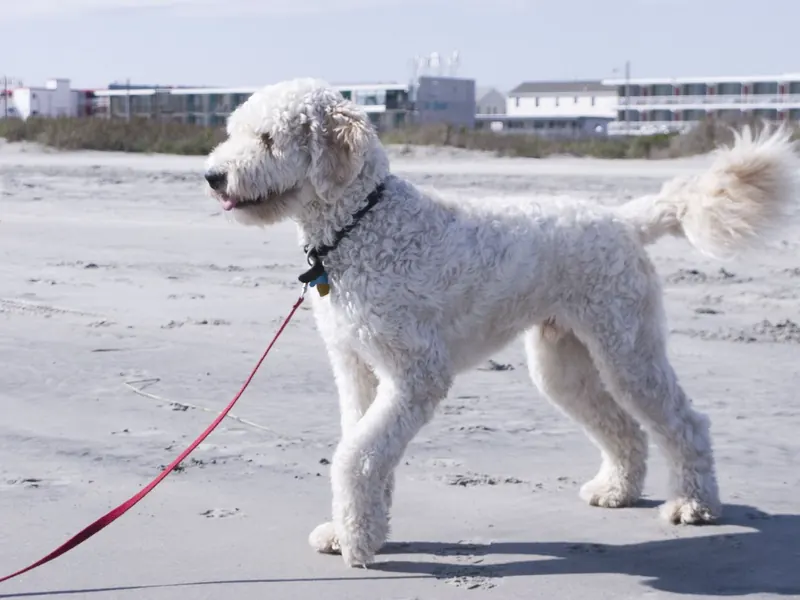 An adult white Goldendoodle with a curly clipped coat standing on a sandy beach on a red leash