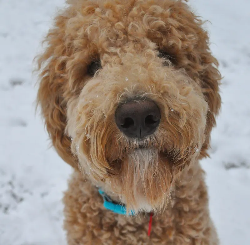 Close up of an apricot Goldendoodle with a thick curly coat and a blue collar sitting in snow